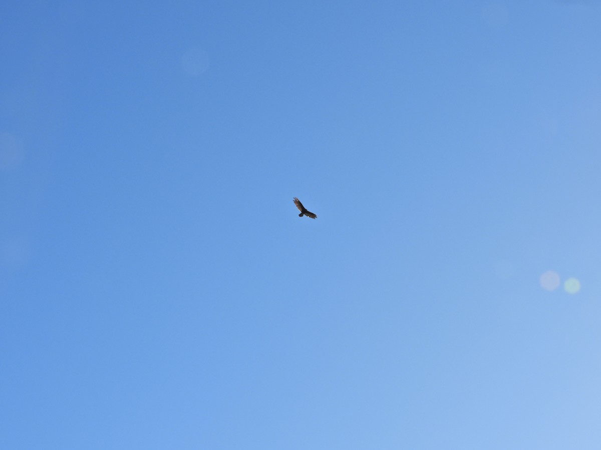 Turkey Vulture - ML647647026