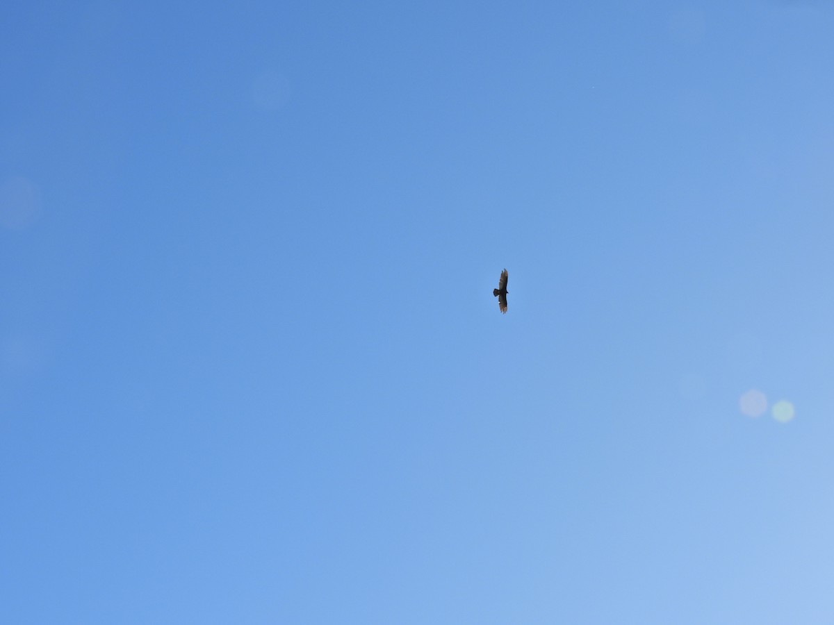 Turkey Vulture - ML647647027