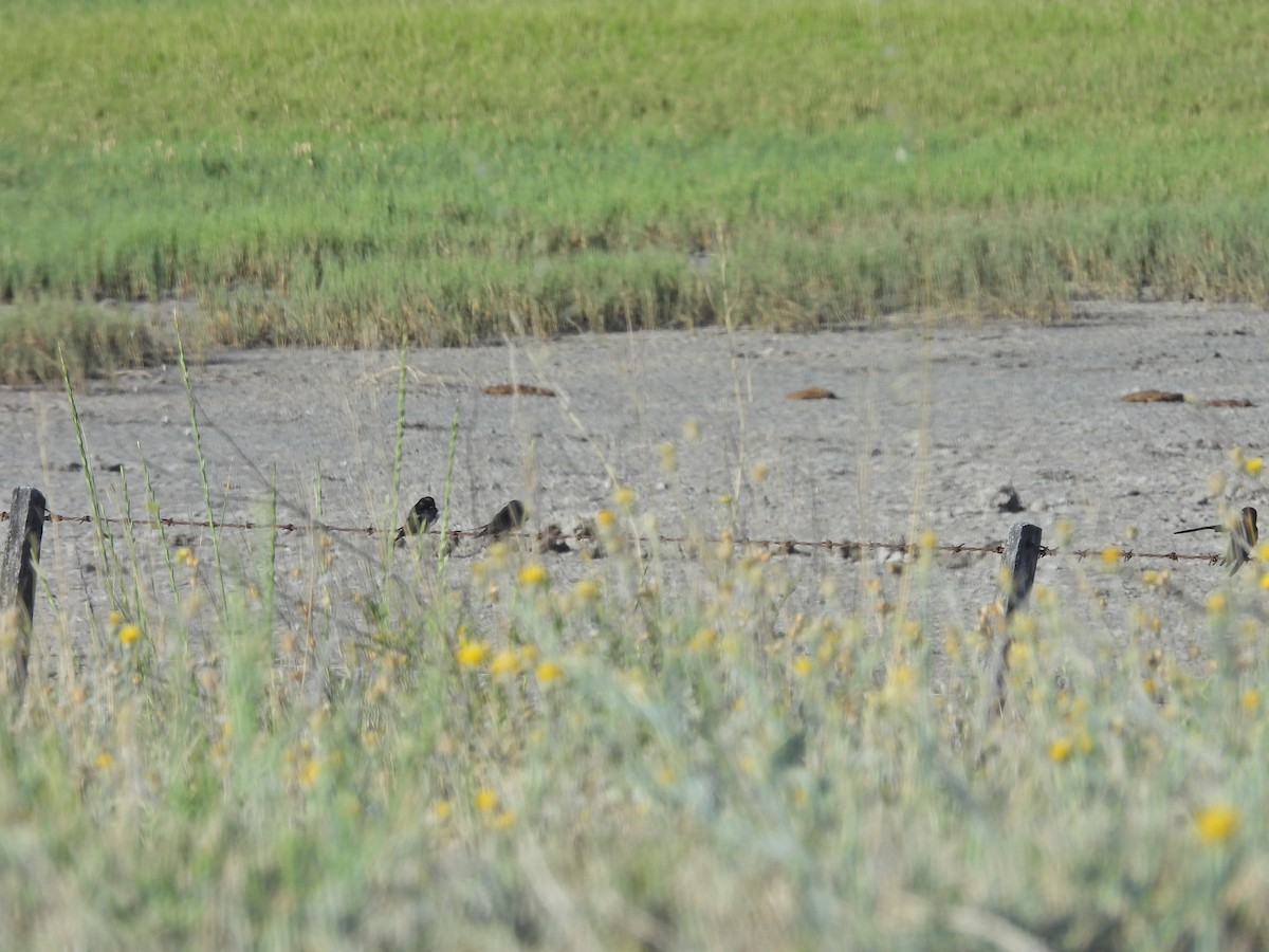 家燕 - ML647647032