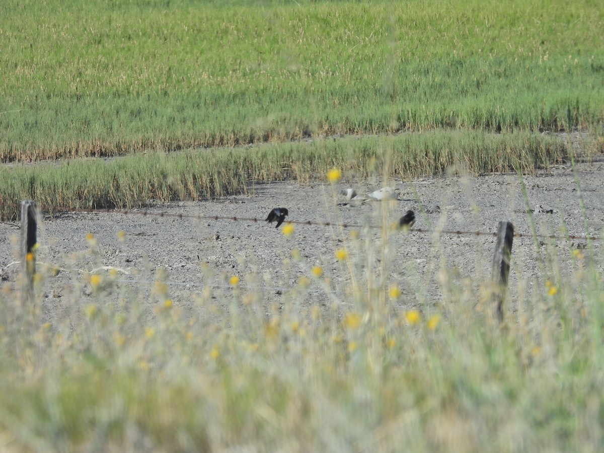 家燕 - ML647647033