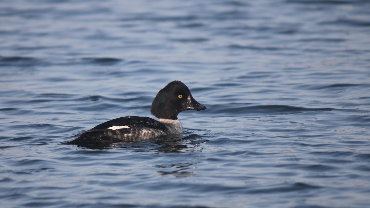 Barrow's Goldeneye - ML647647034