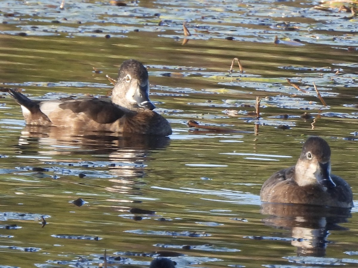 環頸潛鴨 - ML647647035