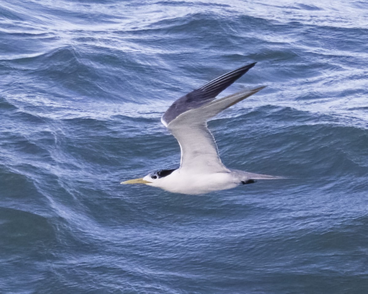 鳳頭燕鷗 - ML647647036