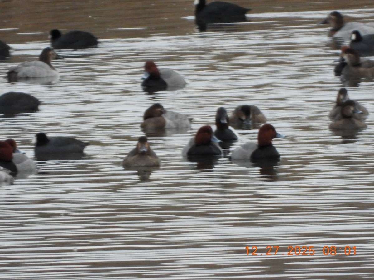 Redhead - ML647647037