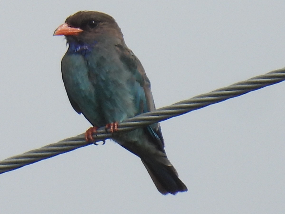 佛法僧 - ML647647038