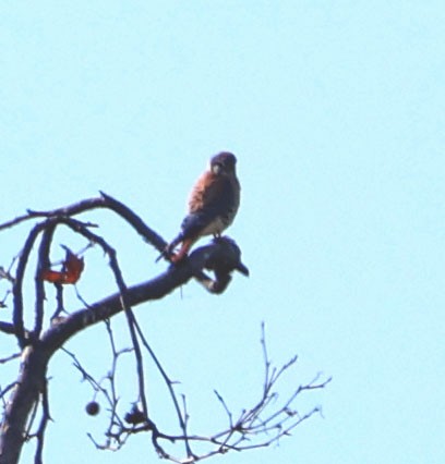 American Kestrel - ML647647039