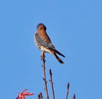 American Kestrel - ML647647040