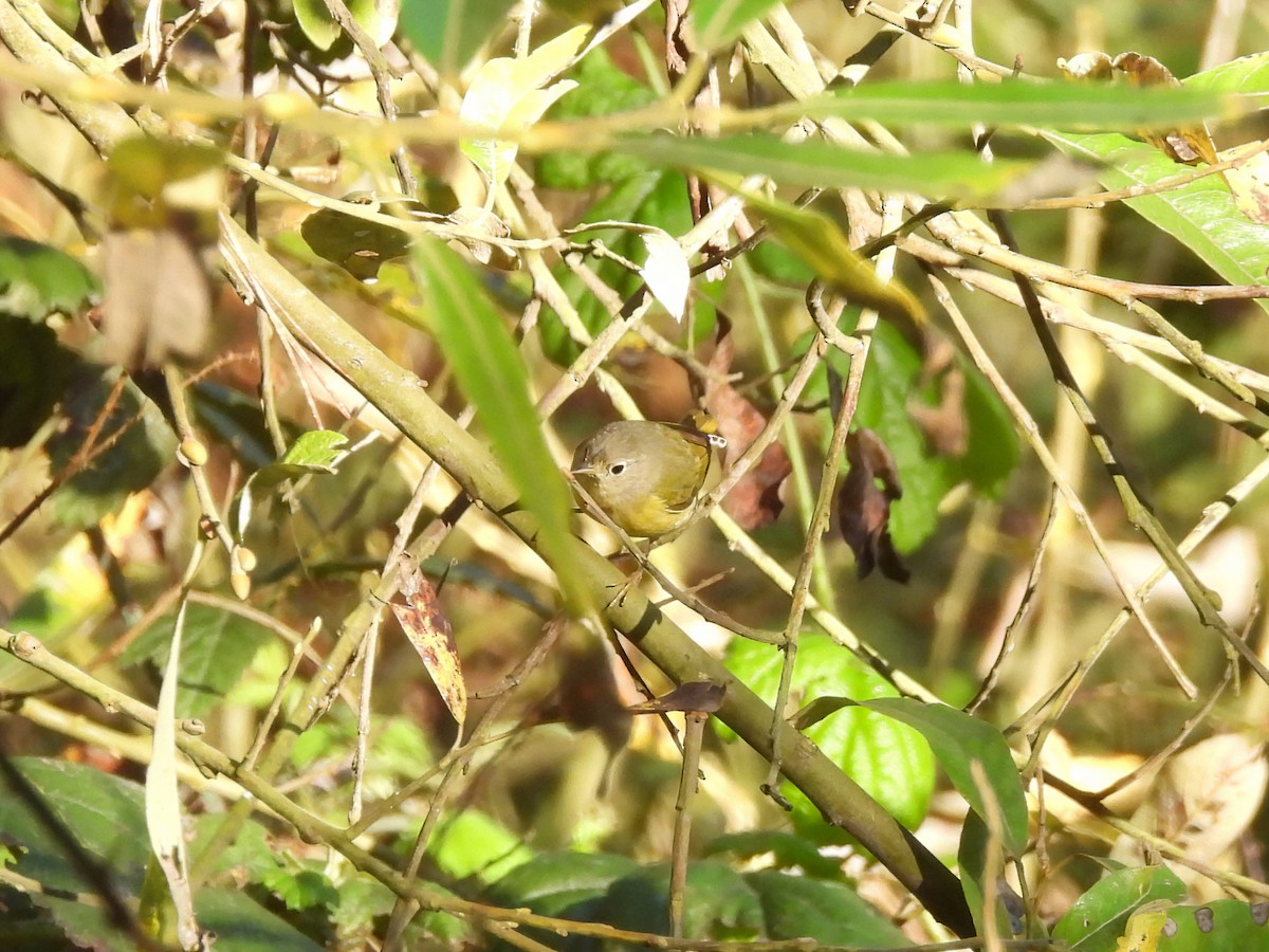 Nashville Warbler - ML647647042