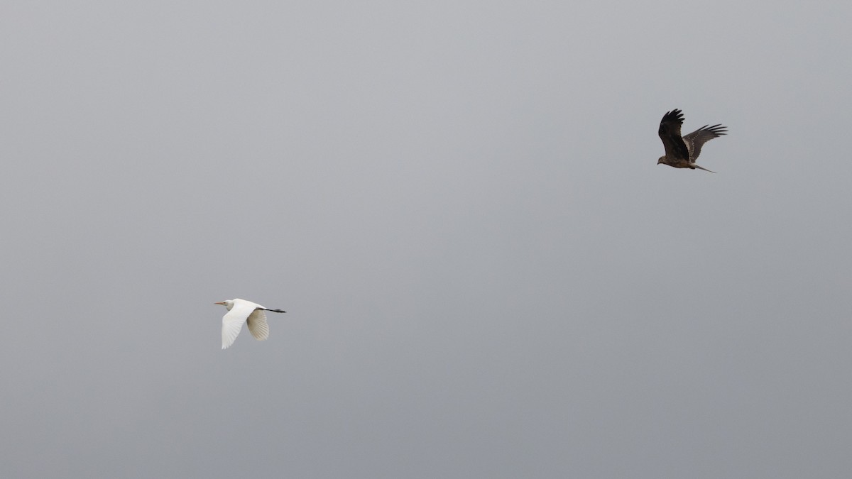 Whistling Kite - ML647647044