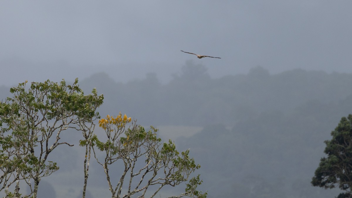 Whistling Kite - ML647647045