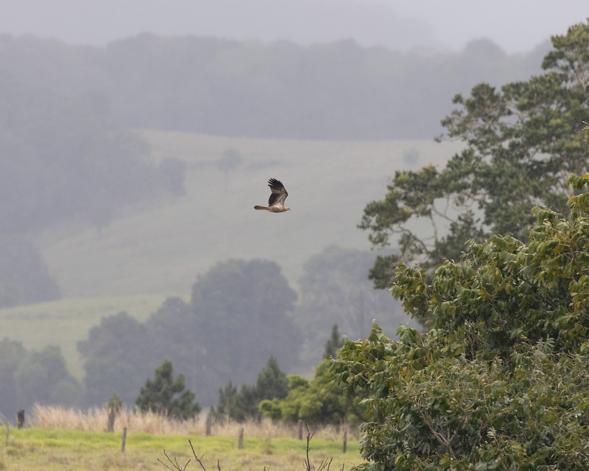 Whistling Kite - ML647647046