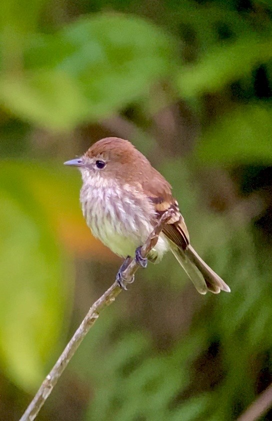 Bran-colored Flycatcher - ML647647047