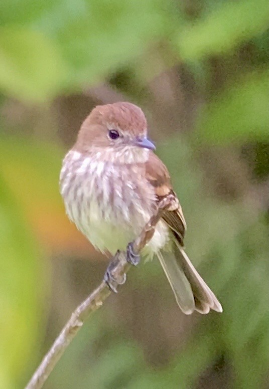 Bran-colored Flycatcher - ML647647048