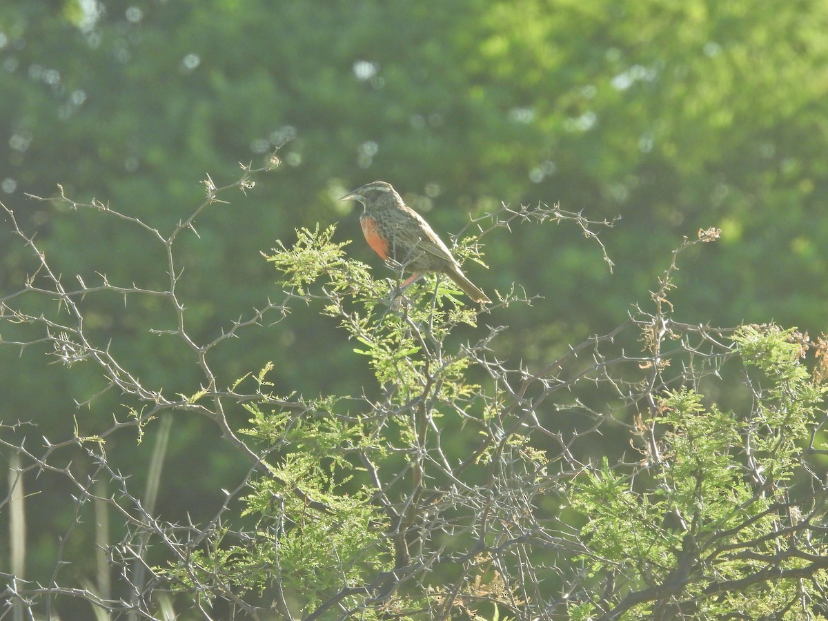 Long-tailed Meadowlark - ML647647049
