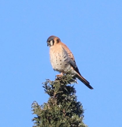 American Kestrel - ML647647050