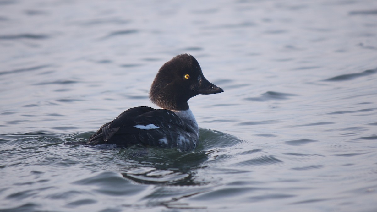 Barrow's Goldeneye - ML647647051