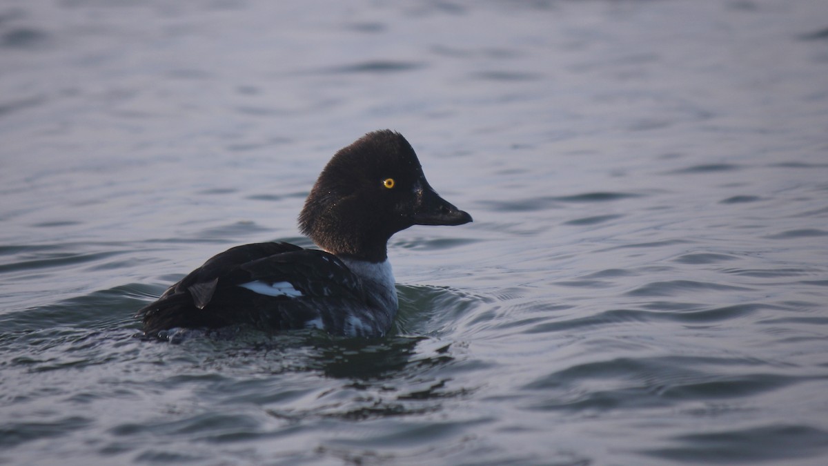 Barrow's Goldeneye - ML647647052