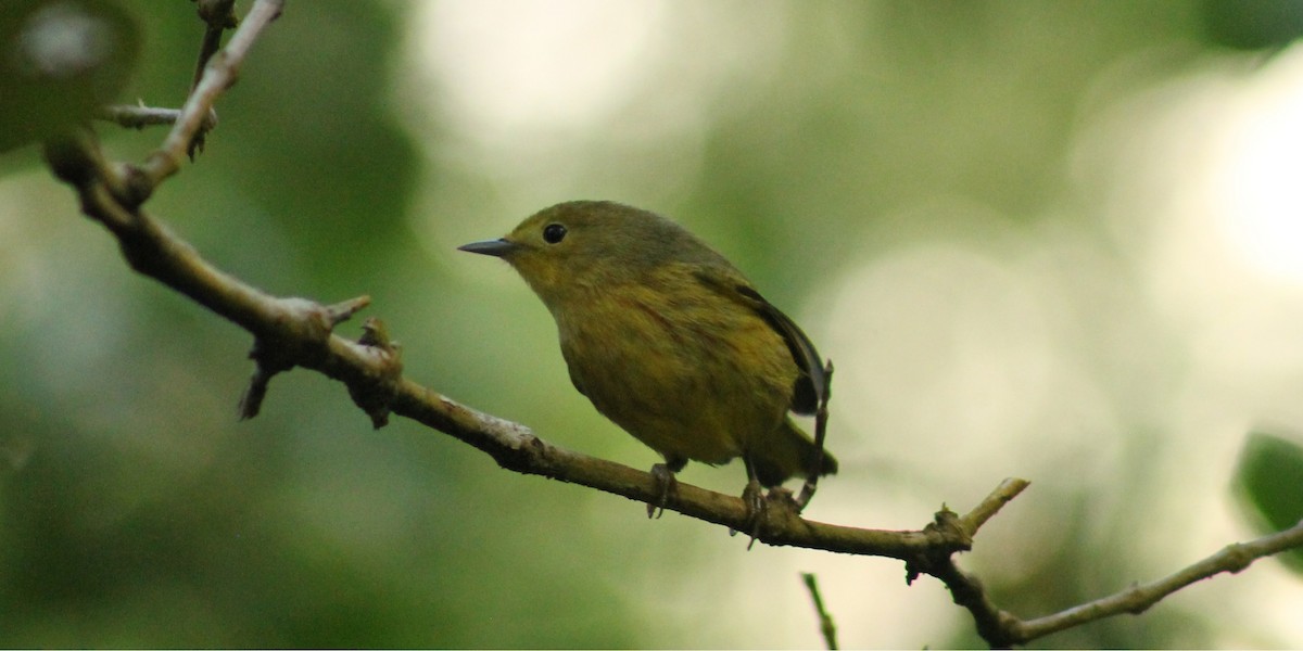 Mangrove Yellow Warbler (San Andres) - ML647647053