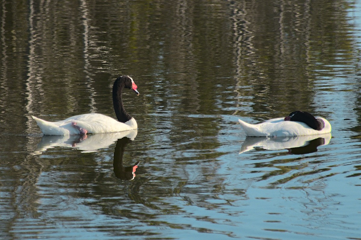 Black-necked Swan - ML647647056