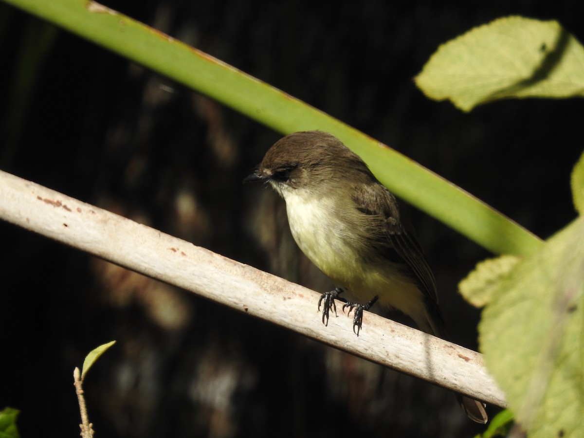 Eastern Phoebe - ML647647063
