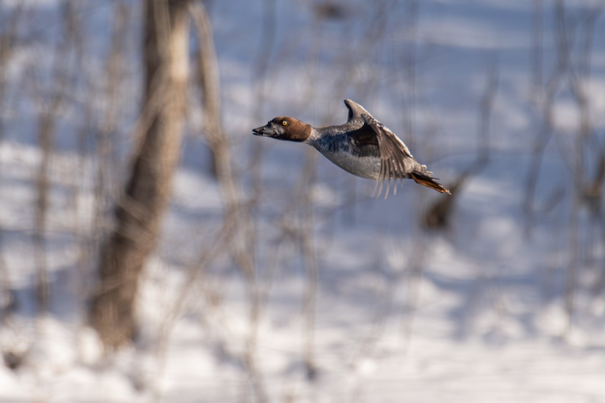 鵲鴨 - ML647647068