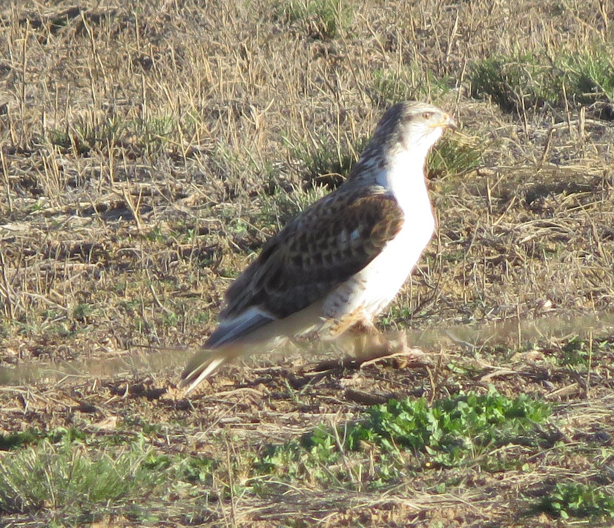 kongevåk - ML647647076