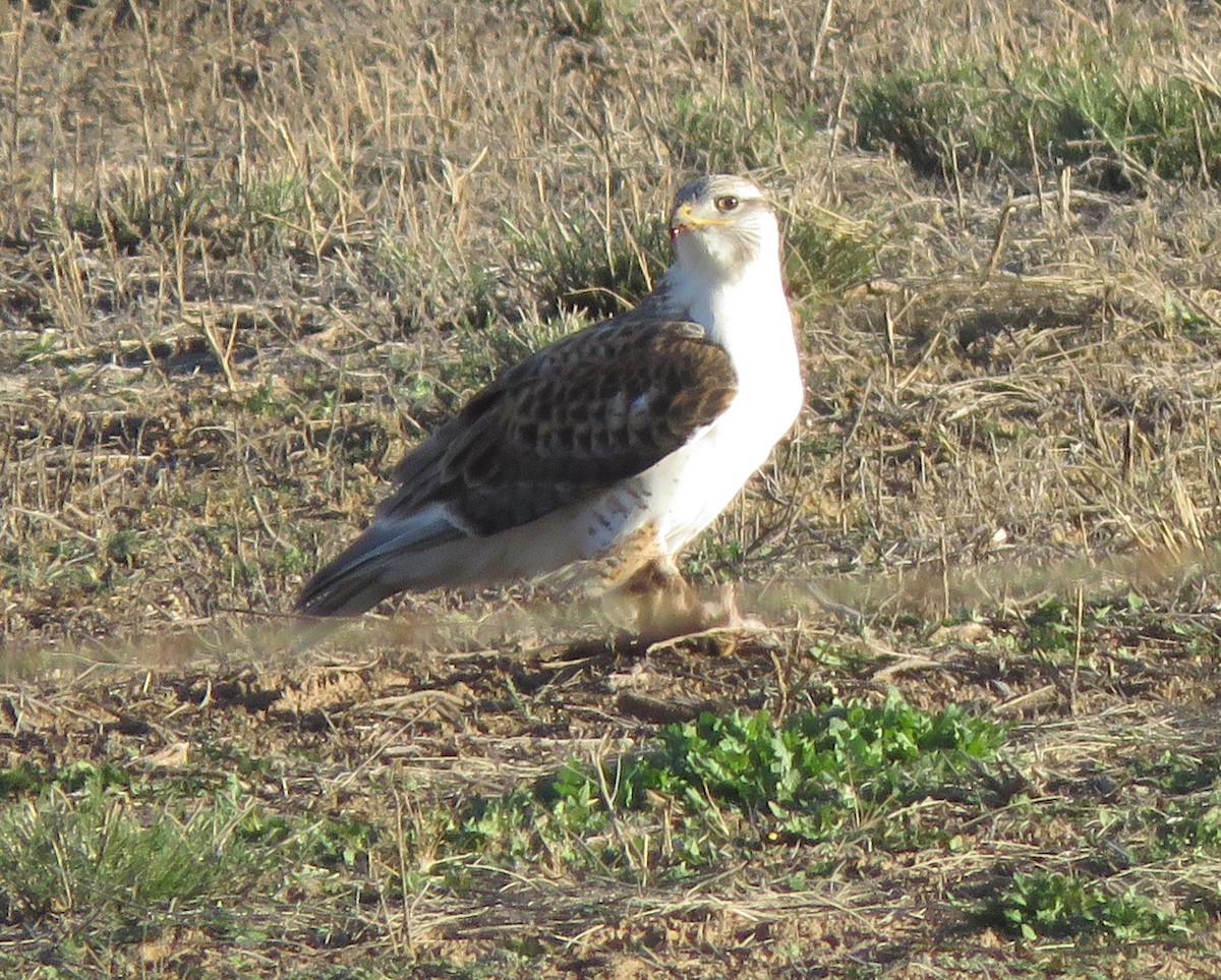 kongevåk - ML647647086