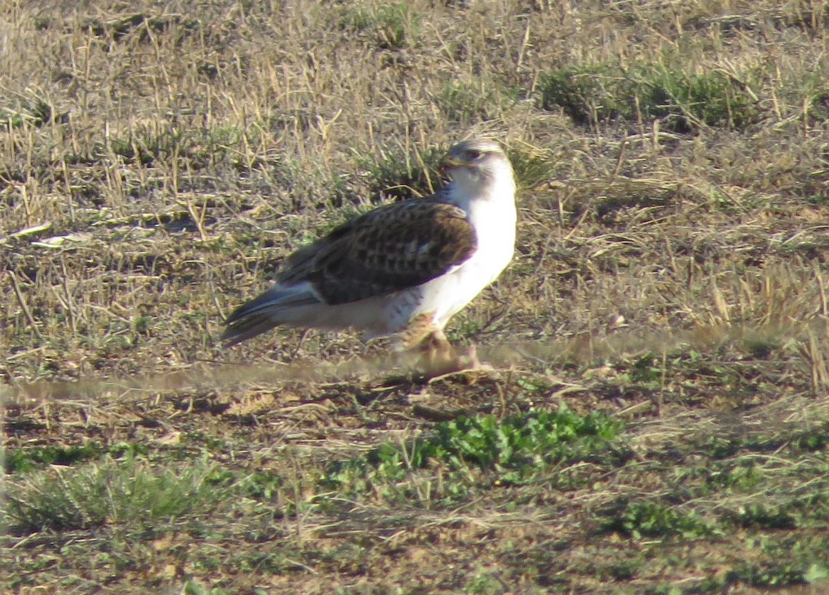 kongevåk - ML647647103