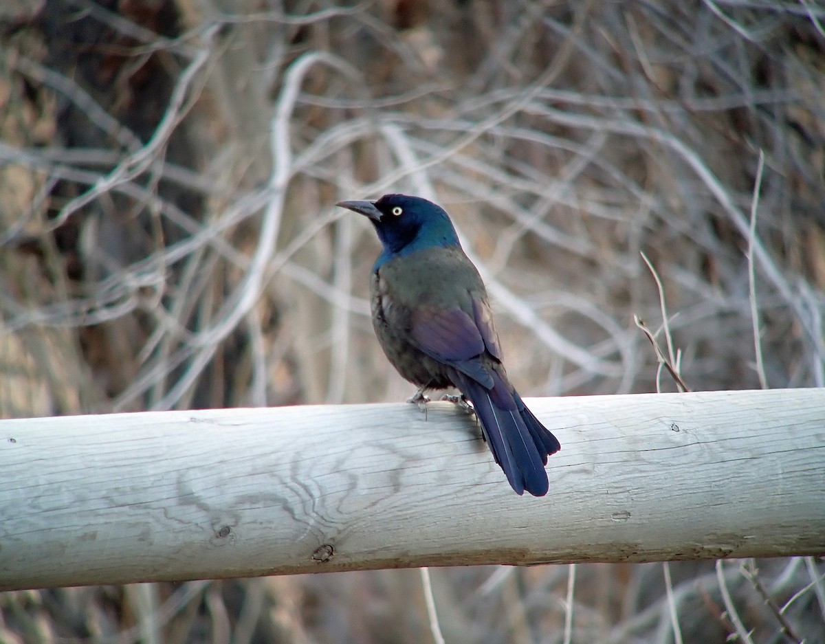 Purpurgrackel - ML647647105