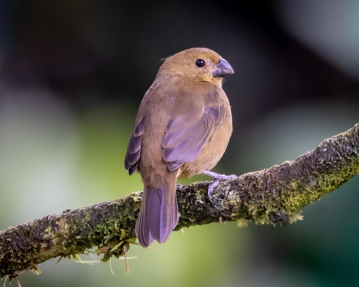Variable Seedeater - ML647647108