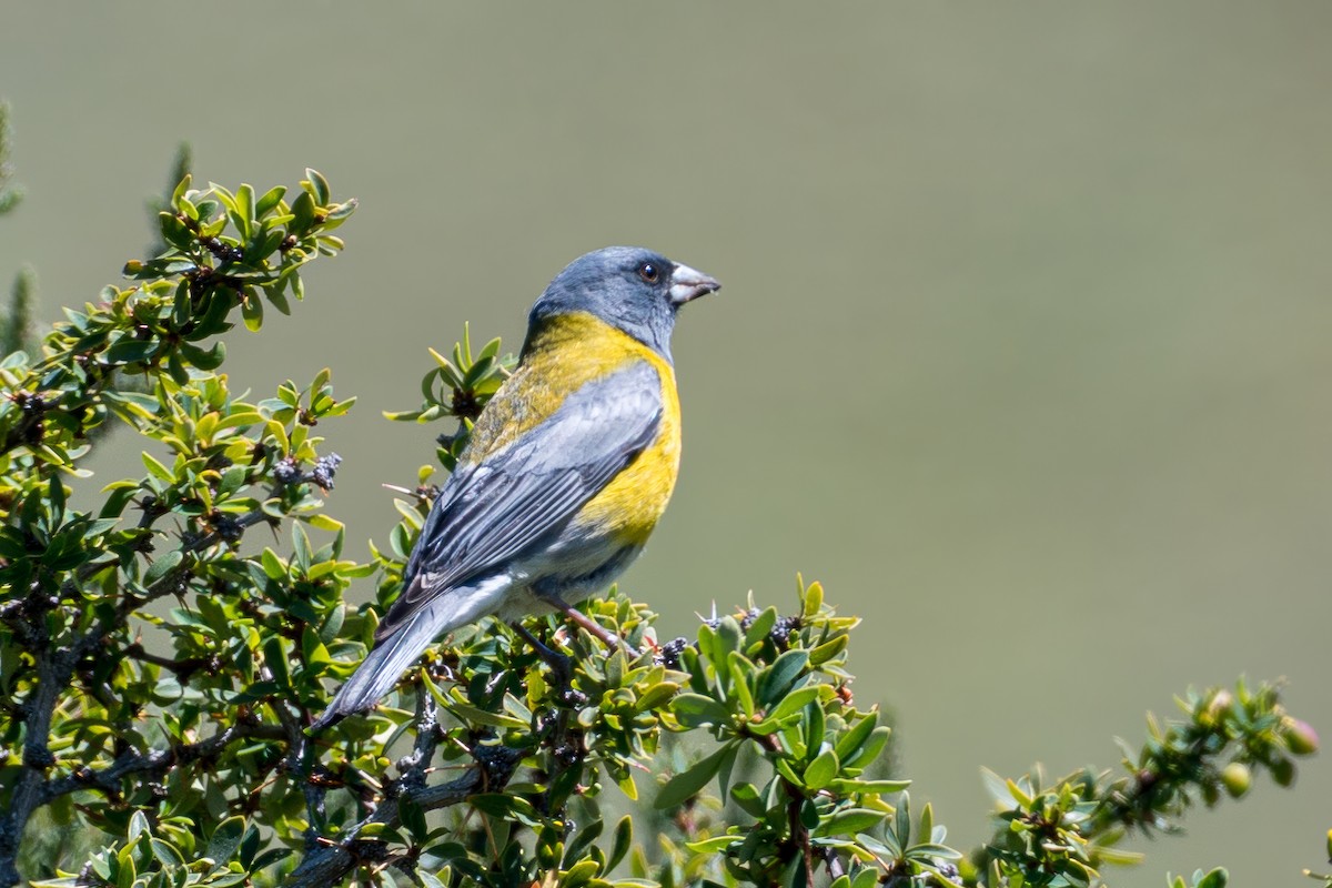 Gray-hooded Sierra Finch (gayi/caniceps) - ML647647119