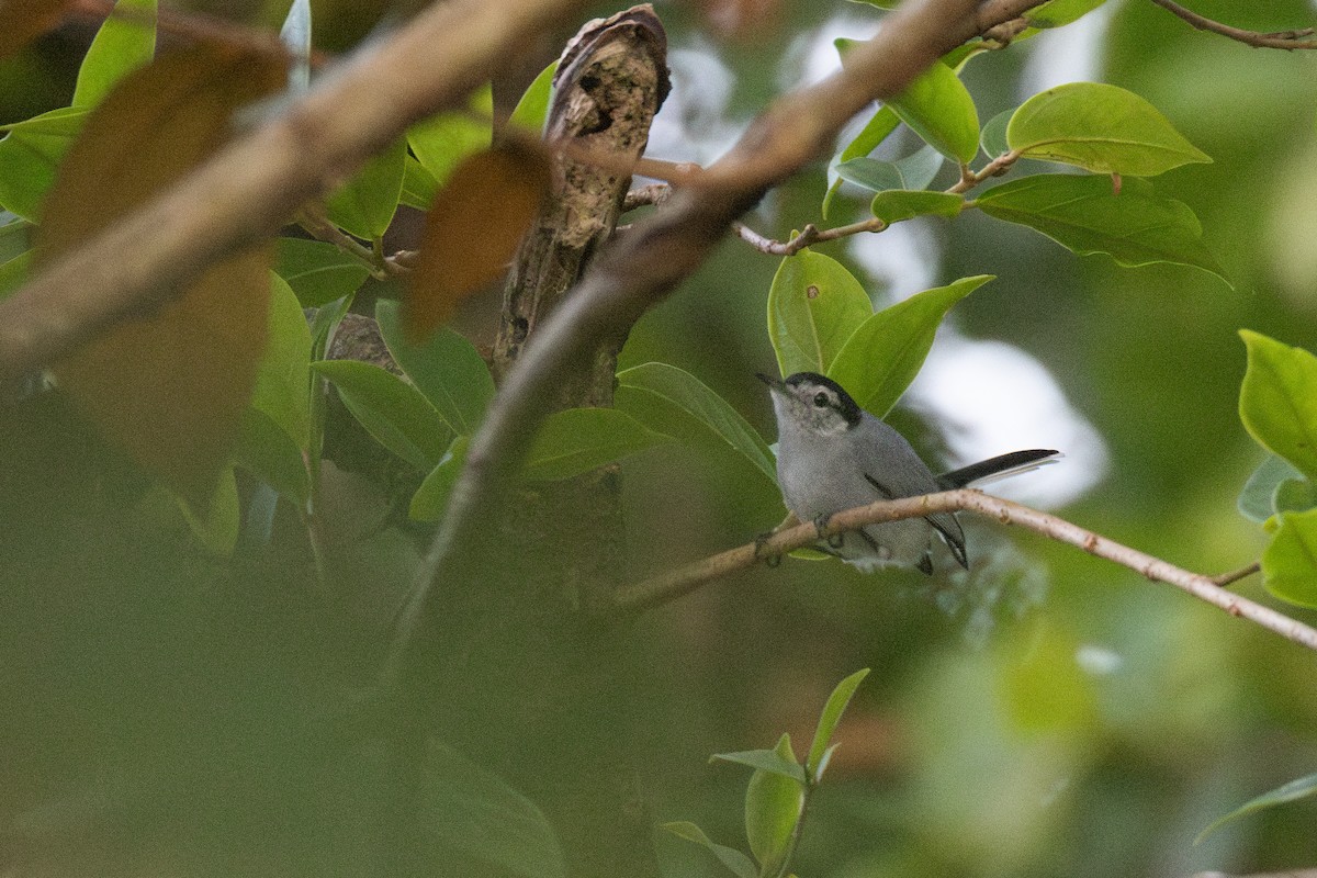 White-browed Gnatcatcher - ML647647120