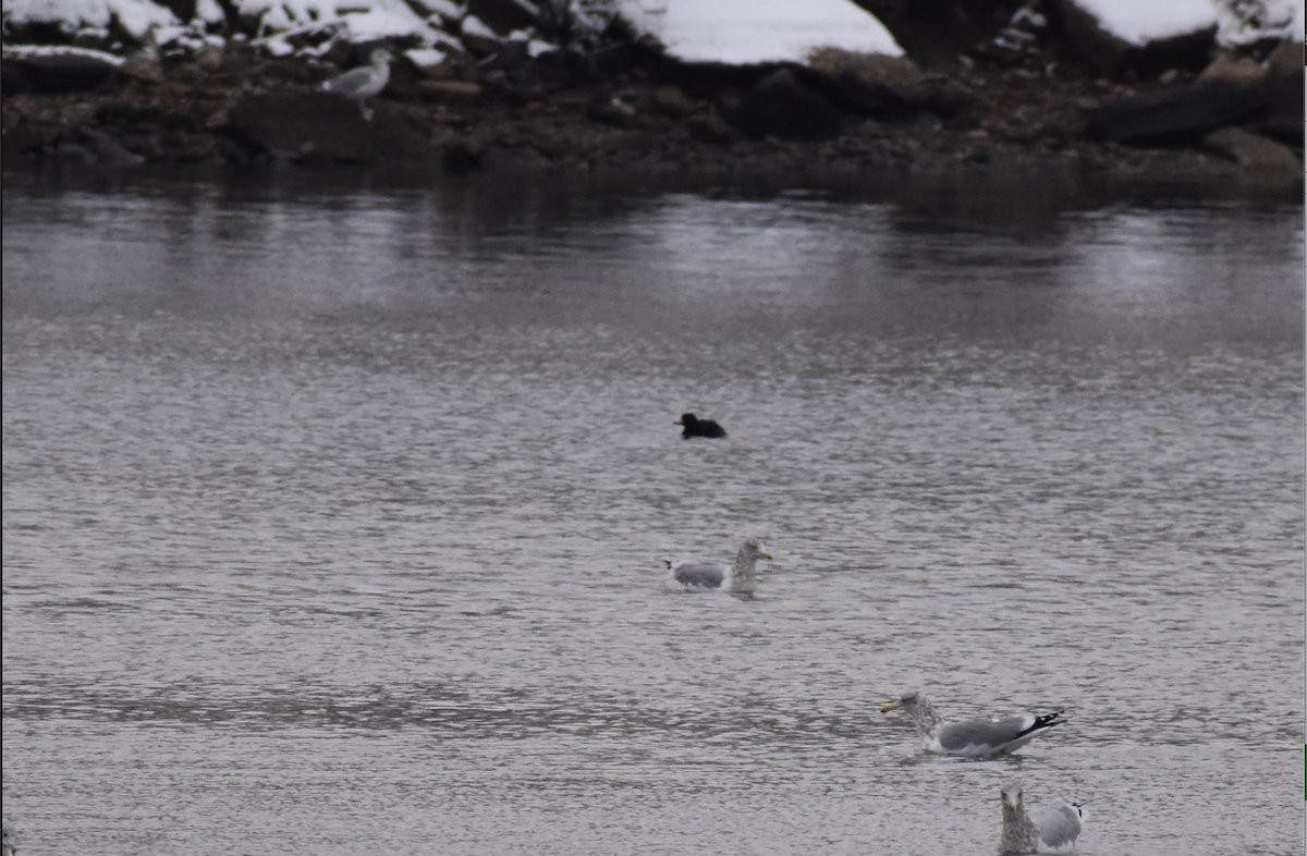 Black Scoter - ML647647145