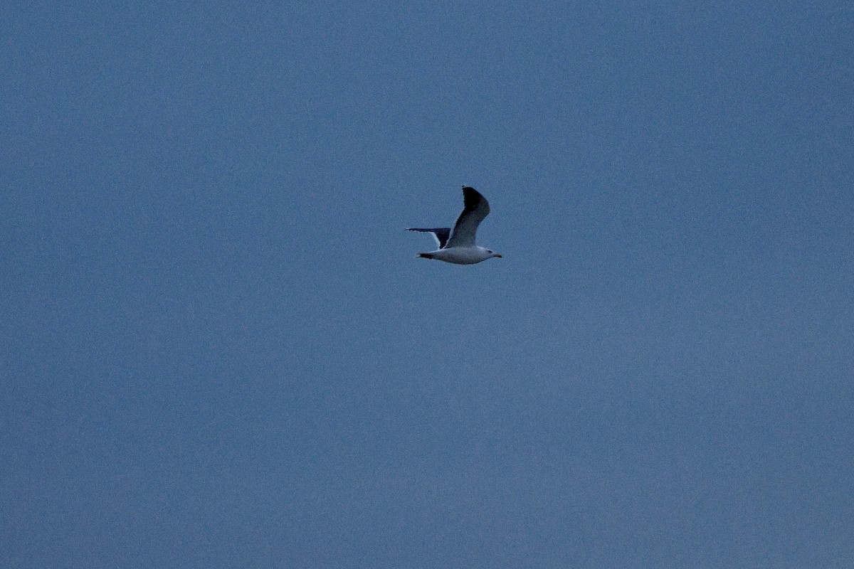 Great Black-backed Gull - ML647647151