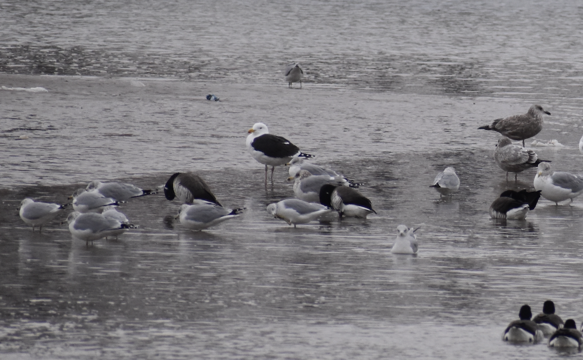 Great Black-backed Gull - ML647647159