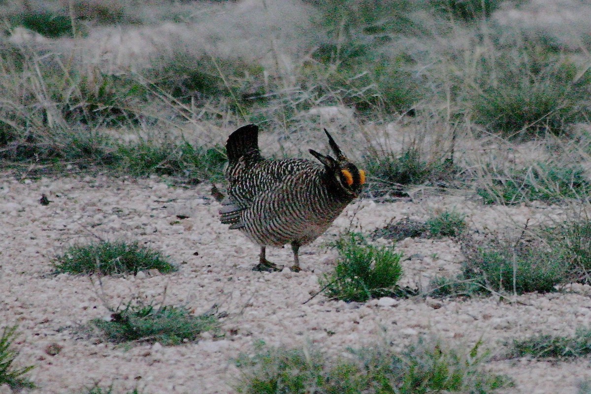 Lesser Prairie-Chicken - ML647647165