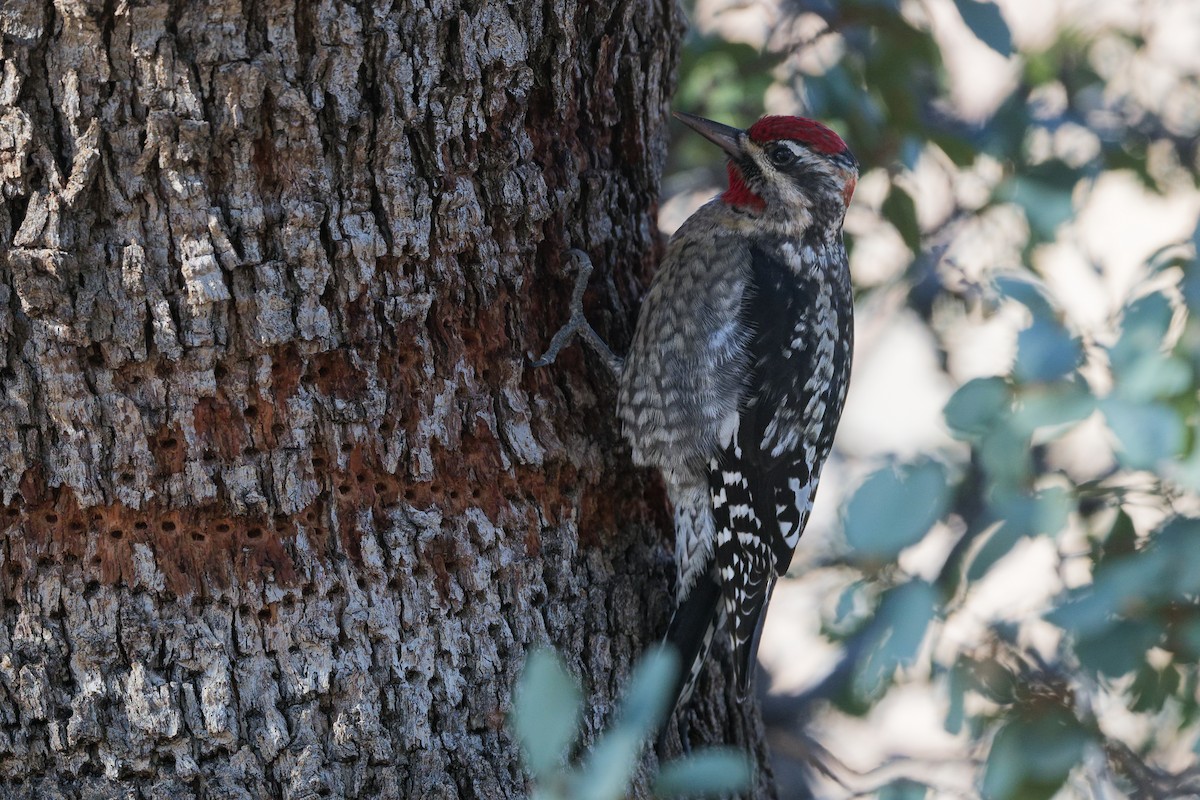 Red-naped Sapsucker - ML647647166