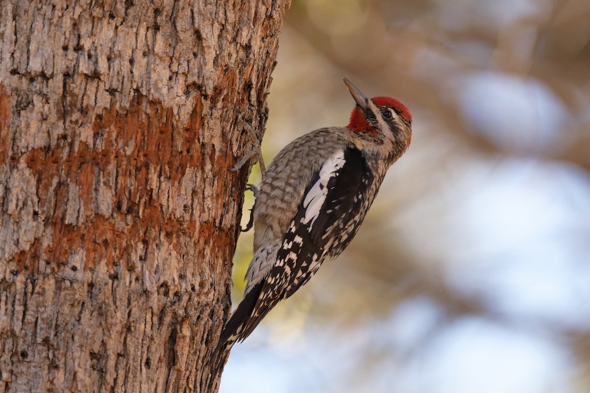 Red-naped Sapsucker - ML647647167