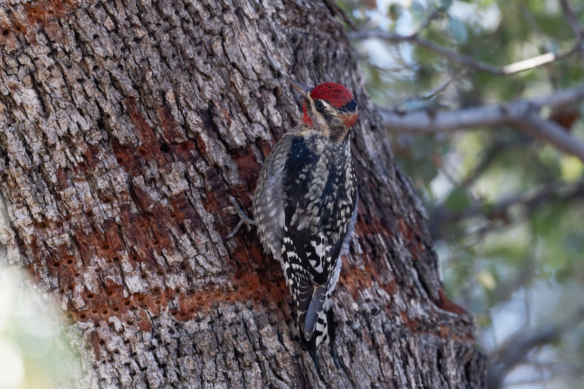 Red-naped Sapsucker - ML647647168
