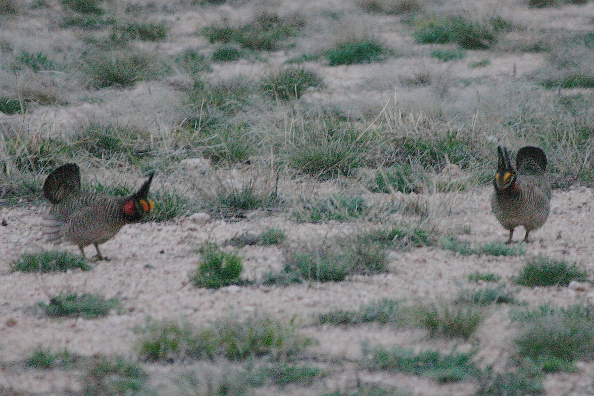 Lesser Prairie-Chicken - ML647647172