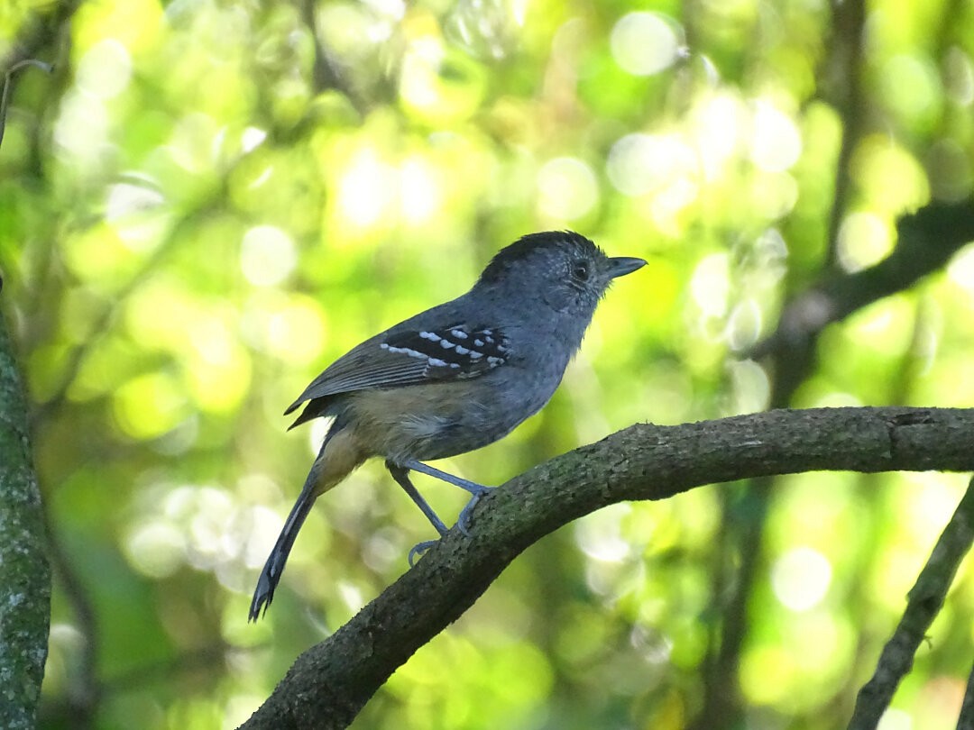 Variable Antshrike - ML647647174