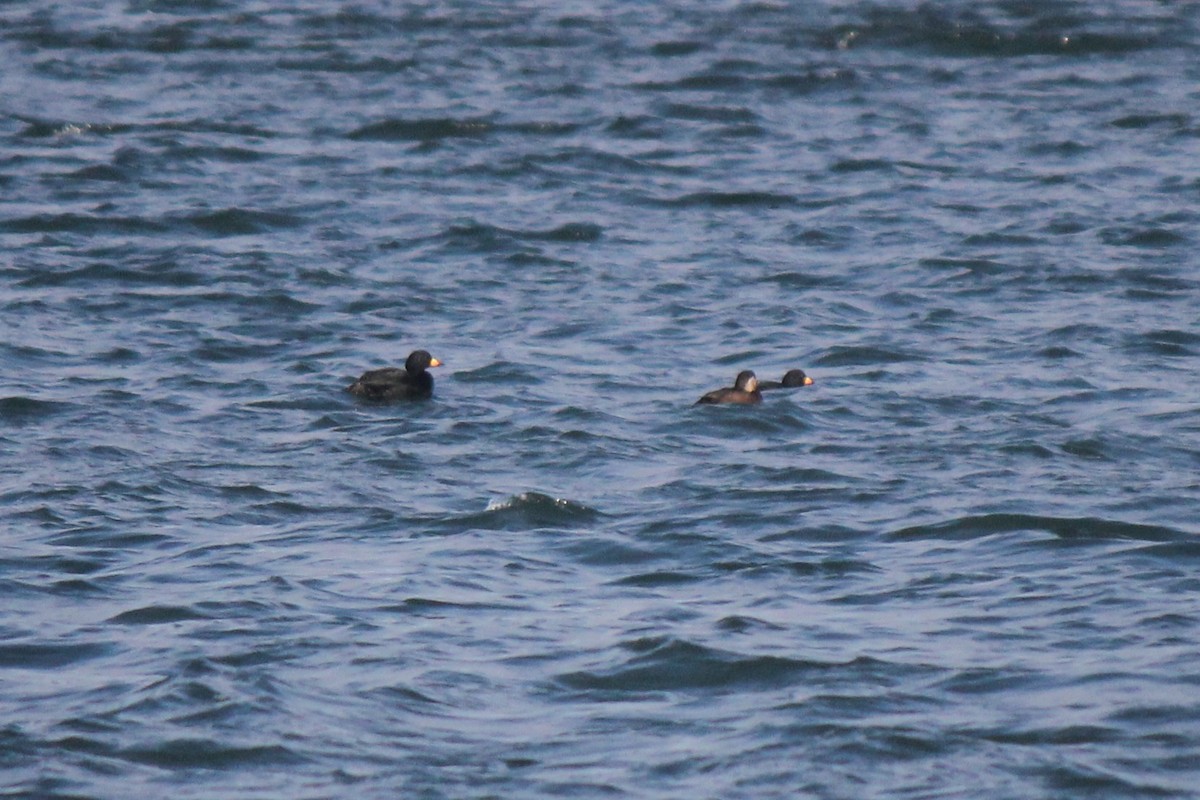 Black Scoter - ML647647177