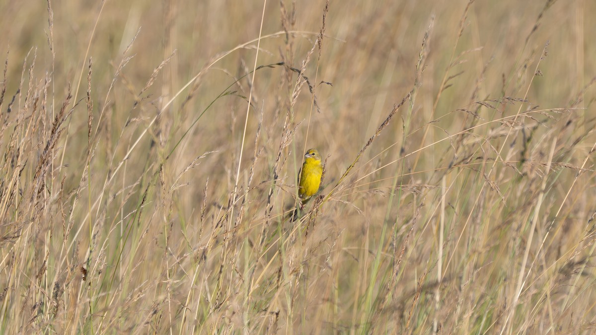 Grassland Yellow-Finch - ML647647182
