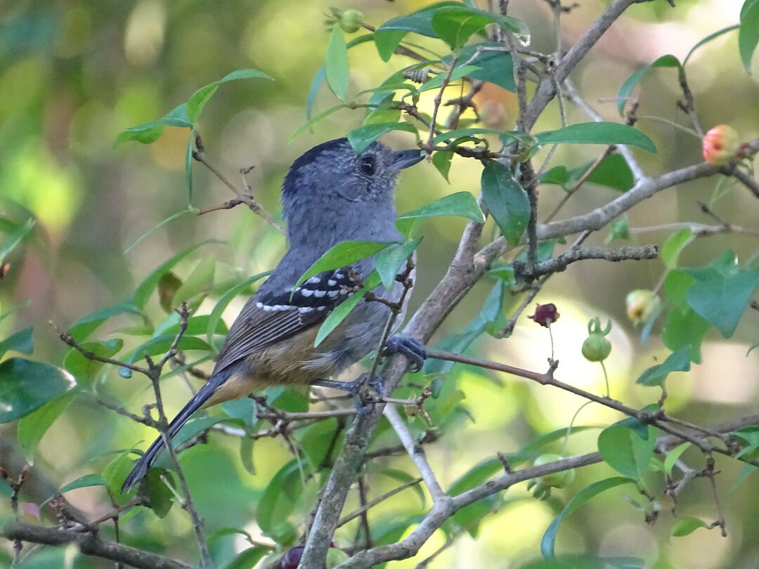 Variable Antshrike - ML647647200