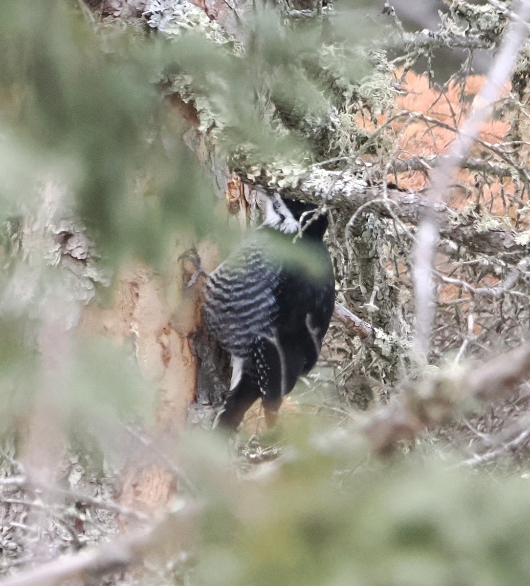 Black-backed Woodpecker - ML647647210