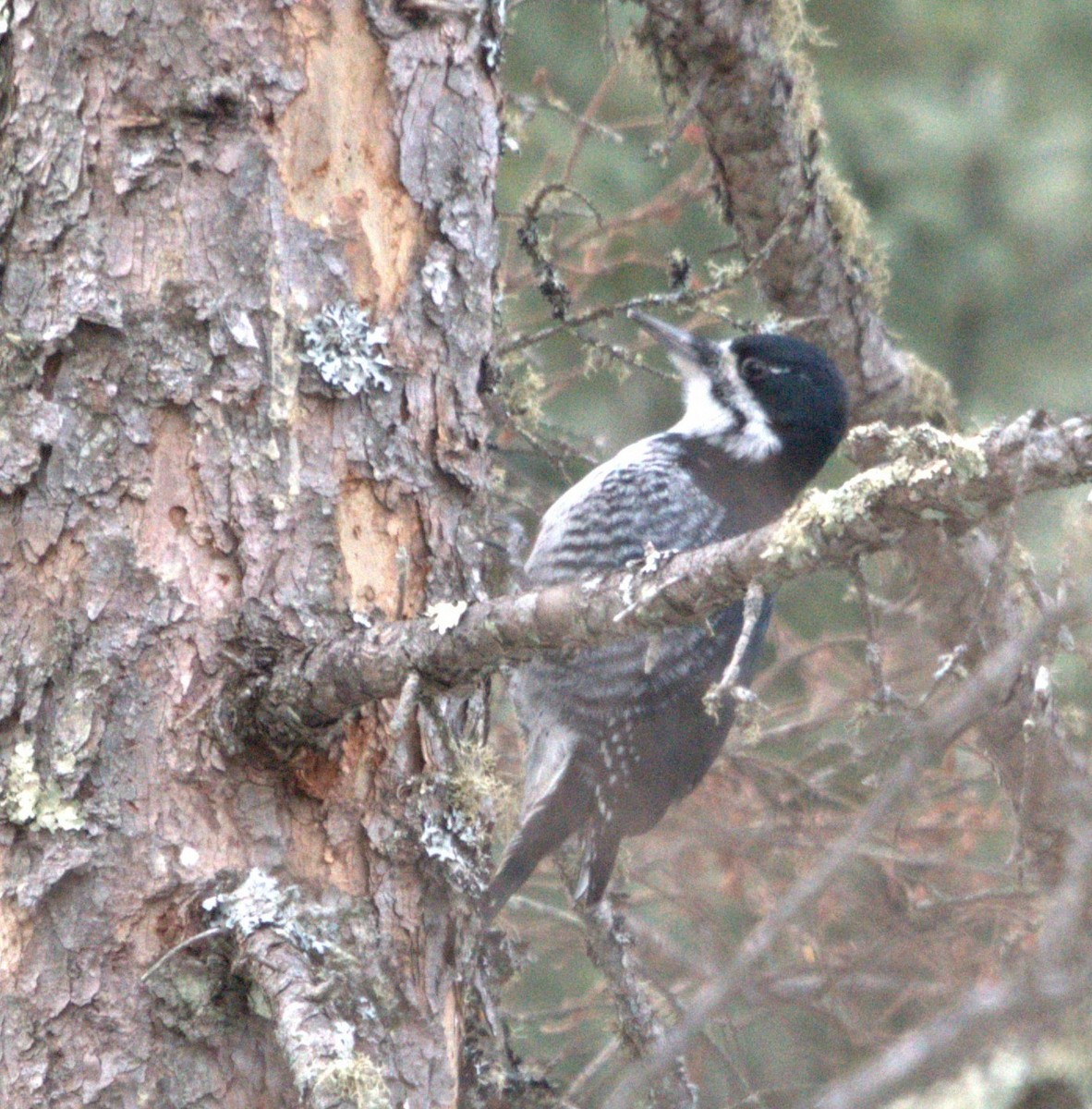 Black-backed Woodpecker - ML647647227