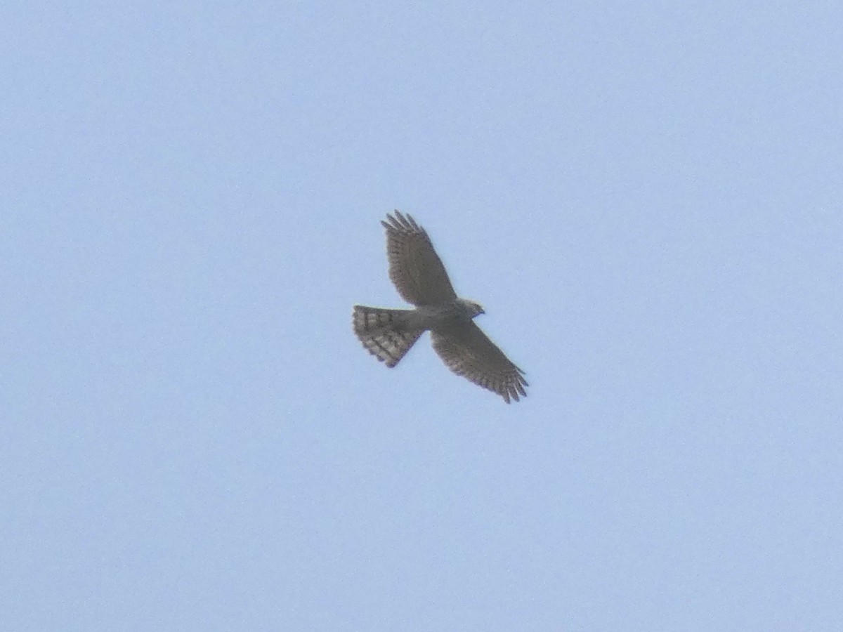 Shikra - ML647647238