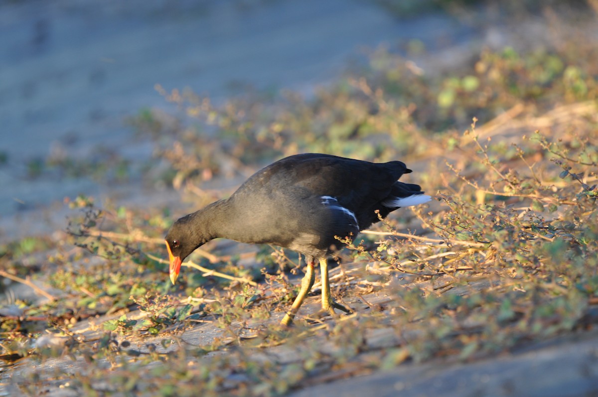 Amerika Sutavuğu - ML647647247