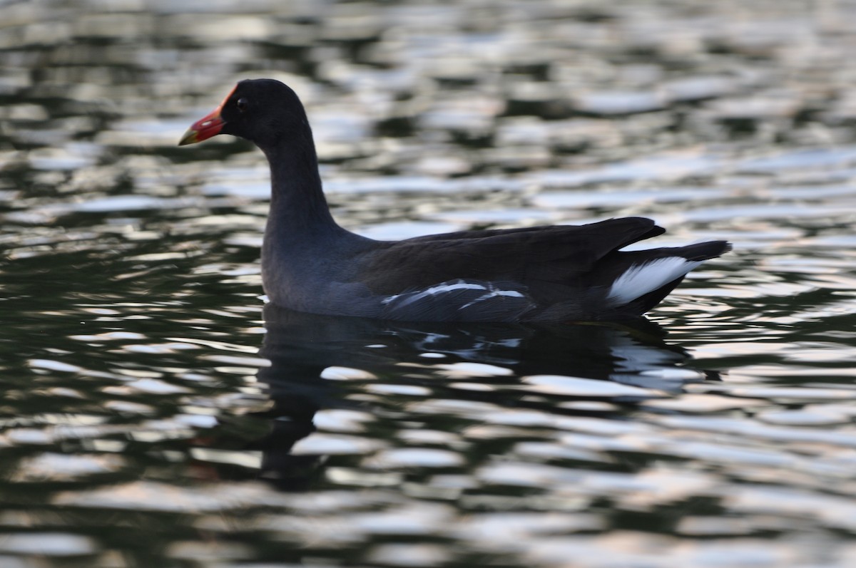 Amerika Sutavuğu - ML647647248