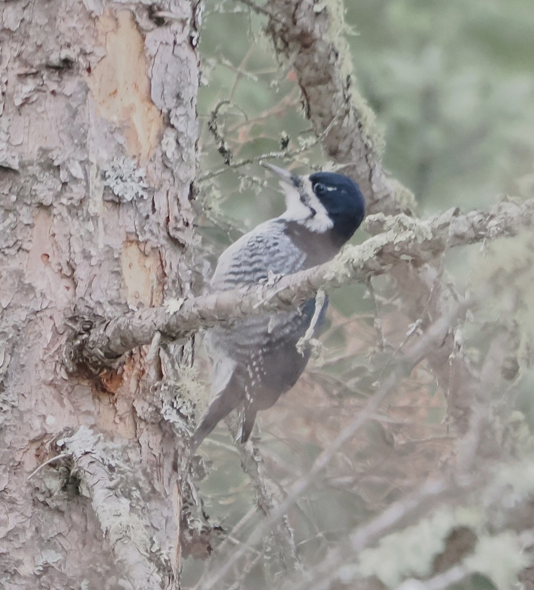 Black-backed Woodpecker - ML647647270